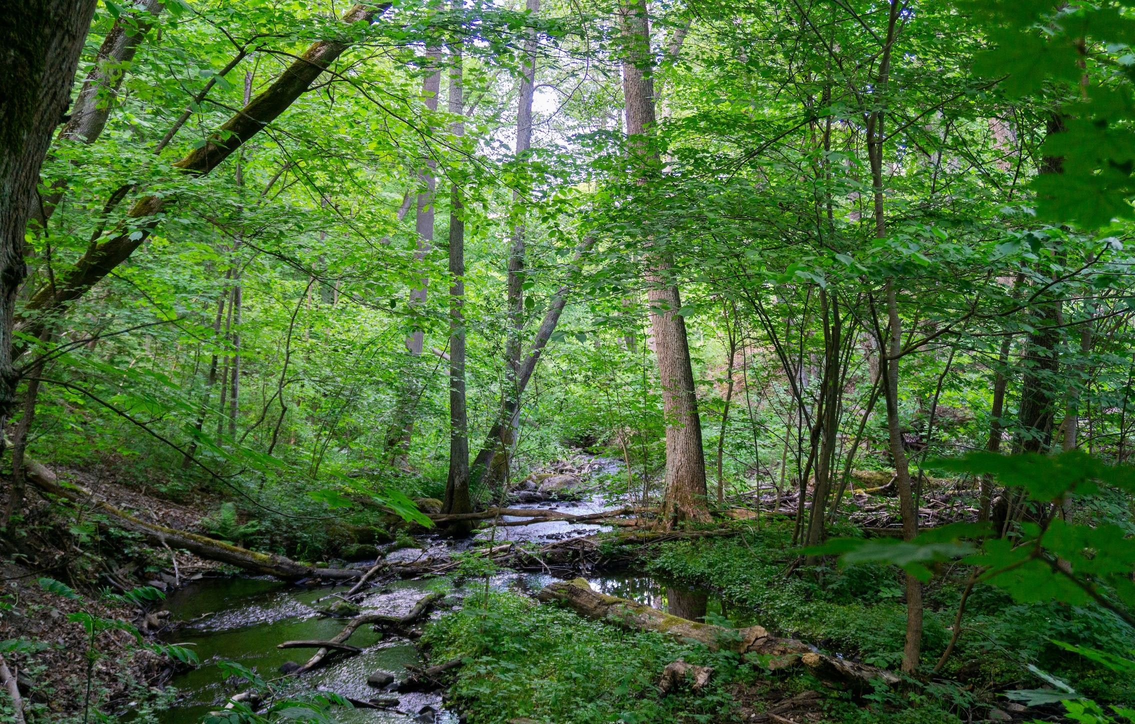 Springbrook Creek Preserve